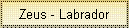 Zeus - Labrador