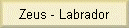 Zeus - Labrador