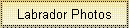 Labrador Photos