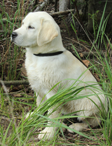 are chesapeake bay retrievers white