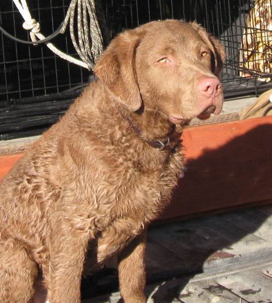 Redlion Dog Kennel Breeder Of Chesapeake Bay Retrievers And Labradors In New Jersey Competing In Field Trials Shows And Hunt Tests